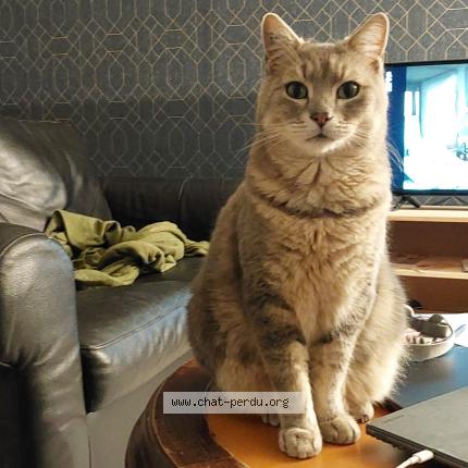 Foto 1/1 Briard Chat perdido en Grisy suisnes