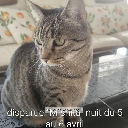 Foto 1/1 Mishka Chat perdido en Marseille