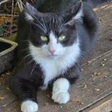 Foto de gato encontrado en Thure