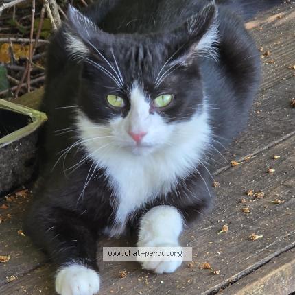 Foto 1/1 Gato encontrado Encontrado en Thure