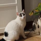 Foto del gato perdido en Laxou