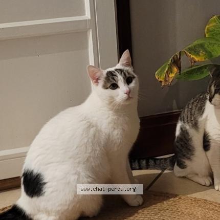 Foto 1/1 Biglou Chat perdido en Laxou