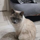 Foto del gato perdido en Roussillon