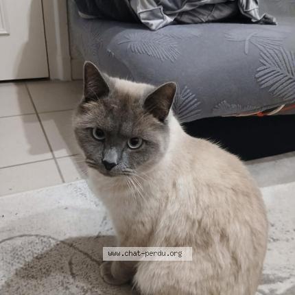 Foto 1/1 Noé Chat perdido en Roussillon