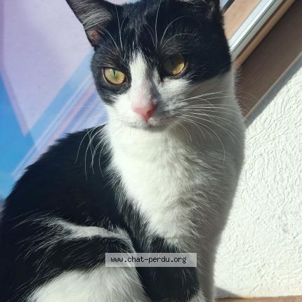 Foto 1/1 Blue Chat perdido en Richwiller