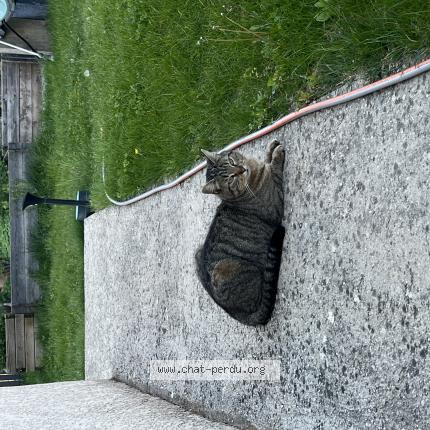 Foto 1/1 Gato encontrado Encontrado en Livron sur drome