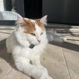 Foto del gato perdido en Marliens