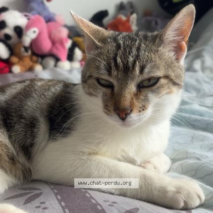 Foto 1/1 Canaille Chat perdido en Margerie chantagret