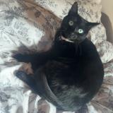 Foto del gato perdido en L Albenc