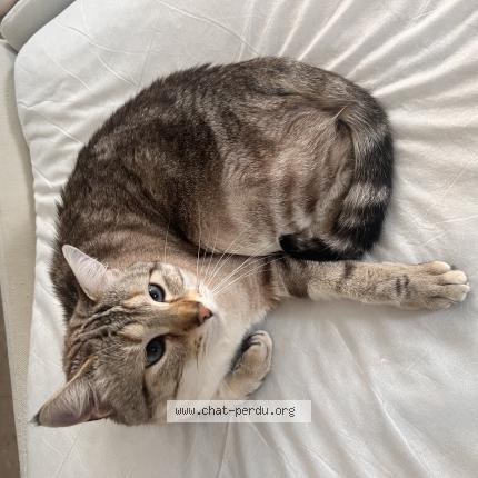 Foto 1/1 Azur Chat perdido en Nancy