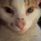 Foto del gato perdido en Vaureal