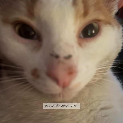 Foto 1/1 Blanco Chat perdido en Vaureal