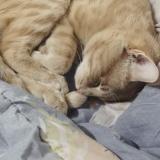 Foto del gato perdido en Corbeil Essonnes