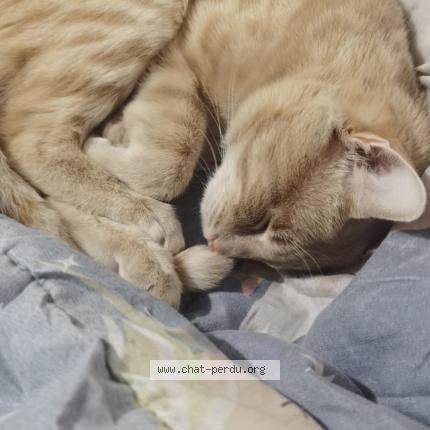 Foto 1/3 Sakura Chat perdido en Corbeil essonnes