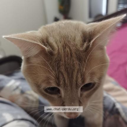 Foto 2/3 Sakura Chat perdido en Corbeil essonnes