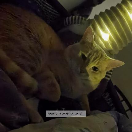 Foto 3/3 Sakura Chat perdido en Corbeil essonnes