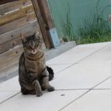 Foto del gato perdido en Bourbon L Archambault