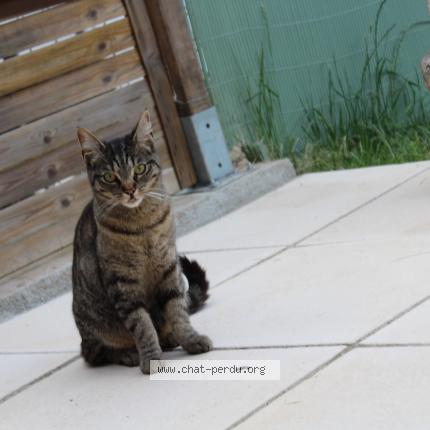 Foto 1/1 Umi Chat perdido en Bourbon l archambault