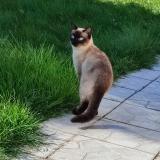 Foto del gato perdido en Bevillers