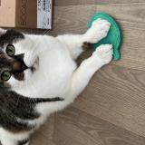 Foto del gato perdido en Lyon