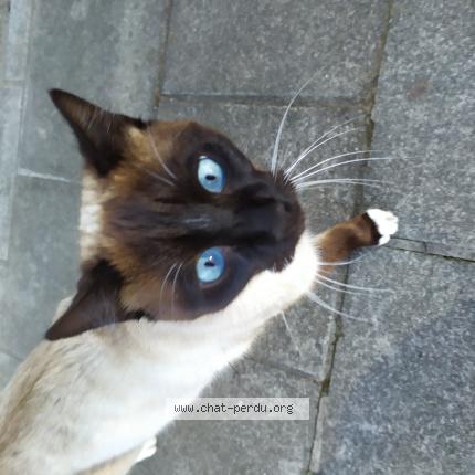 Foto 1/1 Gato encontrado Encontrado en Anderlecht