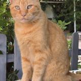 Foto del gato perdido en Antibes