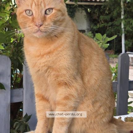 Foto 2/2 Mickey Chat perdido en Antibes