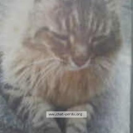 Foto 1/1 Engo Chat perdido en Amboise