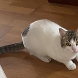 Foto de gato encontrado en Montfermeil