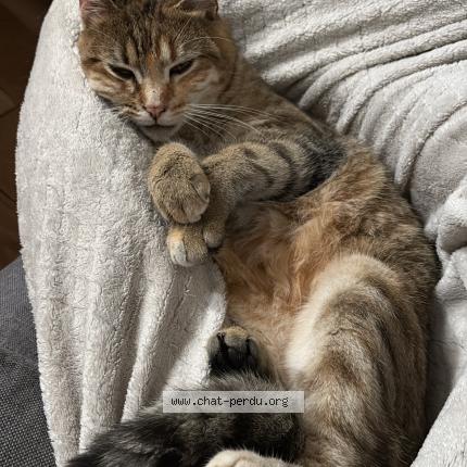 Foto 1/1 Vanille Chat perdido en Angouleme