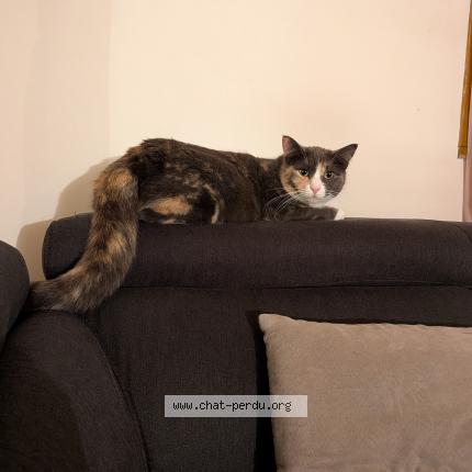 Foto 1/1 Ticca Chat perdido en Saint martin de nigelles