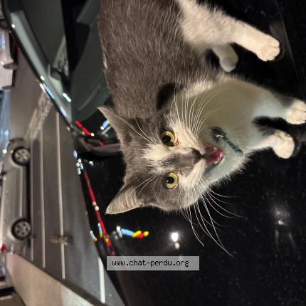 Foto 1/1 Gato encontrado Encontrado en Lille