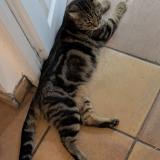 Foto de gato encontrado en Pessac