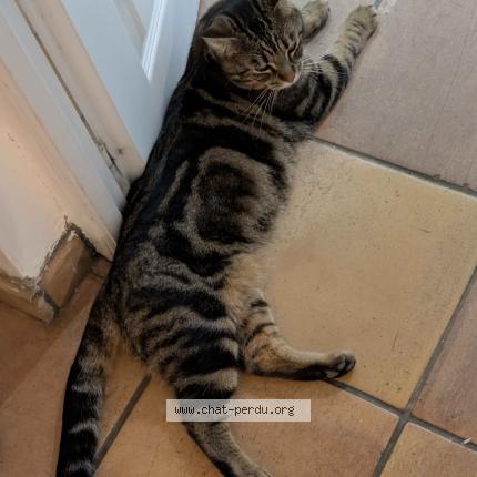 Foto 1/1 Gato encontrado Encontrado en Pessac