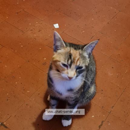 Foto 2/2 Cerise Chat perdido en Le chambon feugerolles