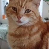 Foto del gato perdido en Inguiniel