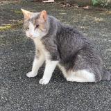 Foto de gato encontrado en Jouy En Josas