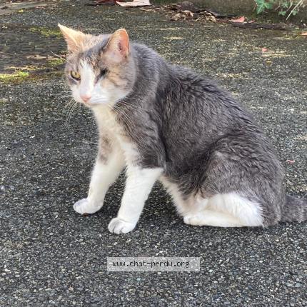 Foto 1/1 Gato encontrado Encontrado en Jouy en josas