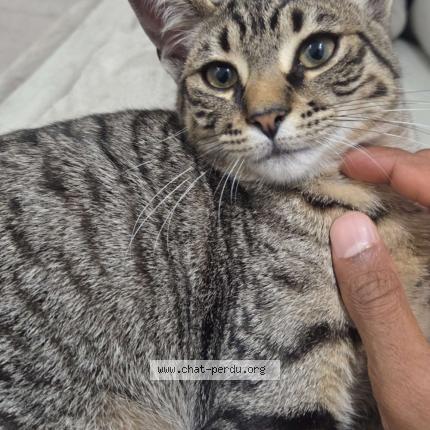 Foto 1/1 Fuji Chat perdido en Brou sur chanterraine