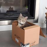 Foto del gato perdido en Brussieu