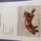 Foto del gato perdido en Le Mans