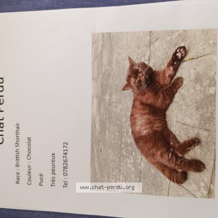 Foto 1/1 Chouchou Chat perdido en Le mans
