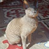 Foto del gato perdido en Saint Jean De Barrou
