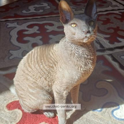 Foto 1/1 Pépin Chat perdido en Saint jean de barrou