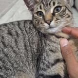 Foto del gato perdido en Brou Sur Chantereine