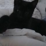 Foto del gato perdido en Schiltigheim