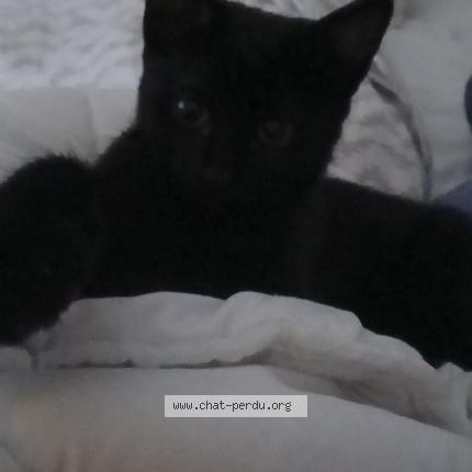 Foto 1/1 Evoli Chat perdido en Schiltigheim