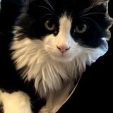 Foto del gato perdido en Limas