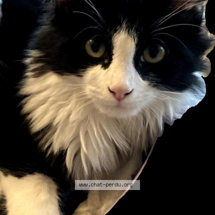 Foto 1/1 Mitsi Chat perdido en Limas