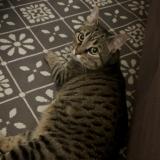 Foto del gato perdido en Montfermeil